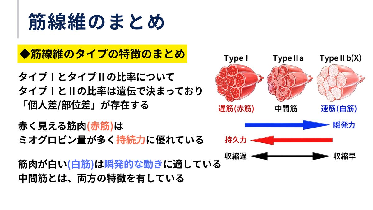 筋線維のタイプI・IIa・IIbの特徴をまとめたスライド