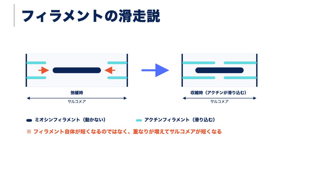 フィラメントの滑走説を、弛緩時と収縮時の図で比べたスライド